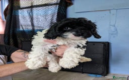Cavapoo dogs for sale: Beautiful black and white cavapoo’s puppies - Advert 14