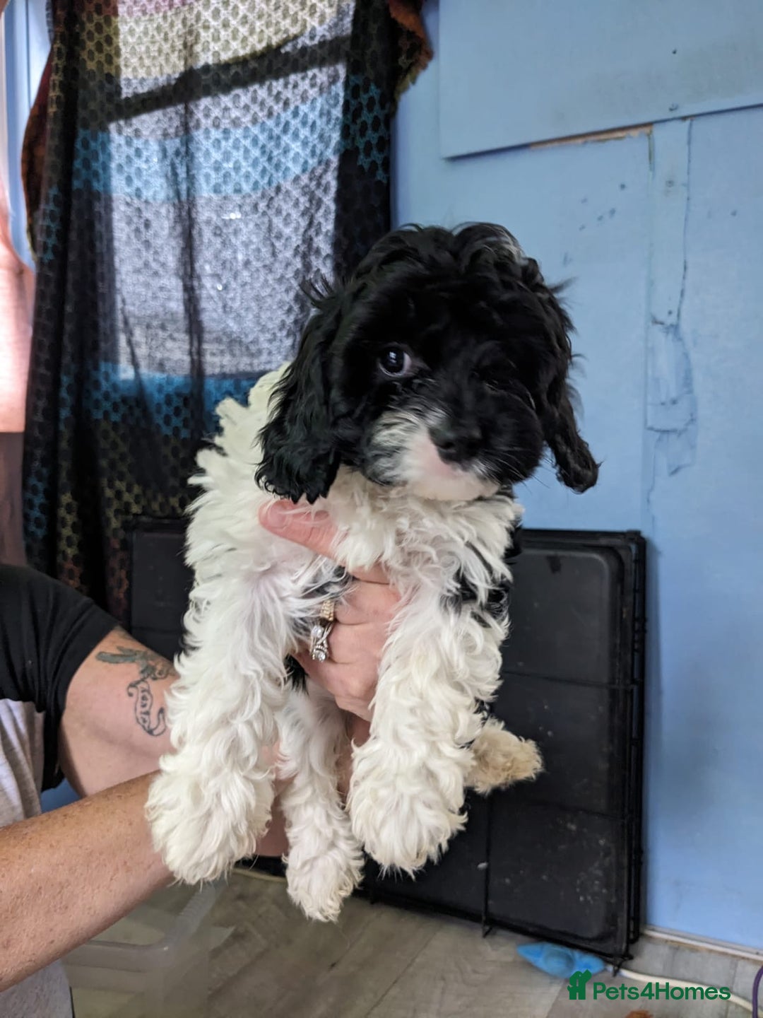 Cavapoo dogs for sale: Beautiful black and white cavapoo’s puppies - Advert 14