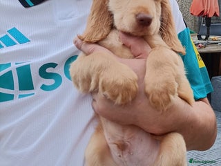 Cockapoo dogs - Advert 20