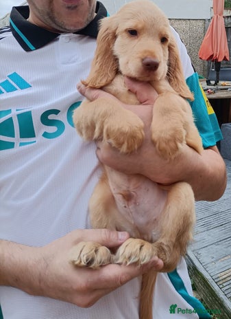 Cockapoo dogs - Advert 13