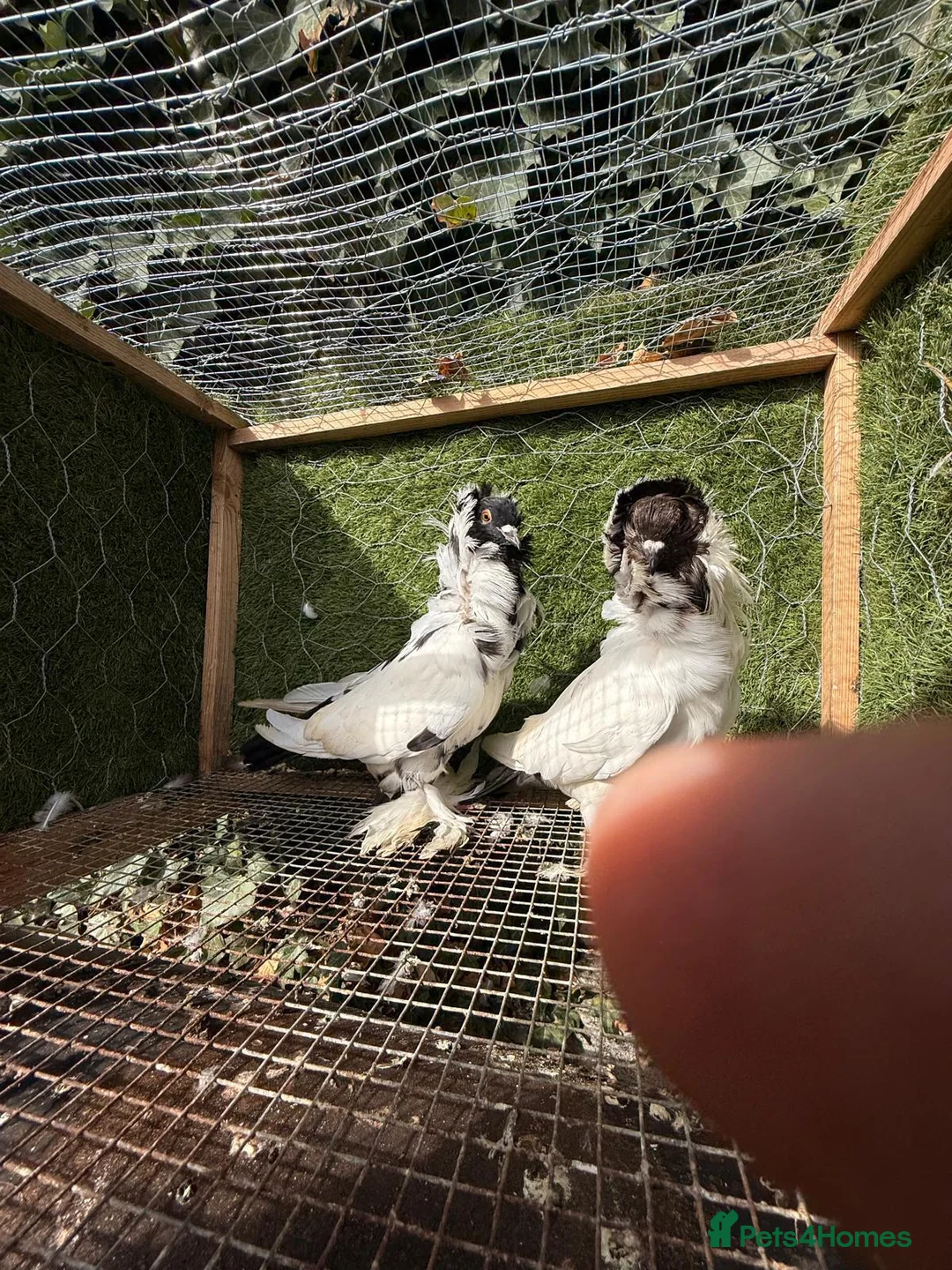 Pigeons birds for sale: 20 Mix  pigeon for sale - Advert 13