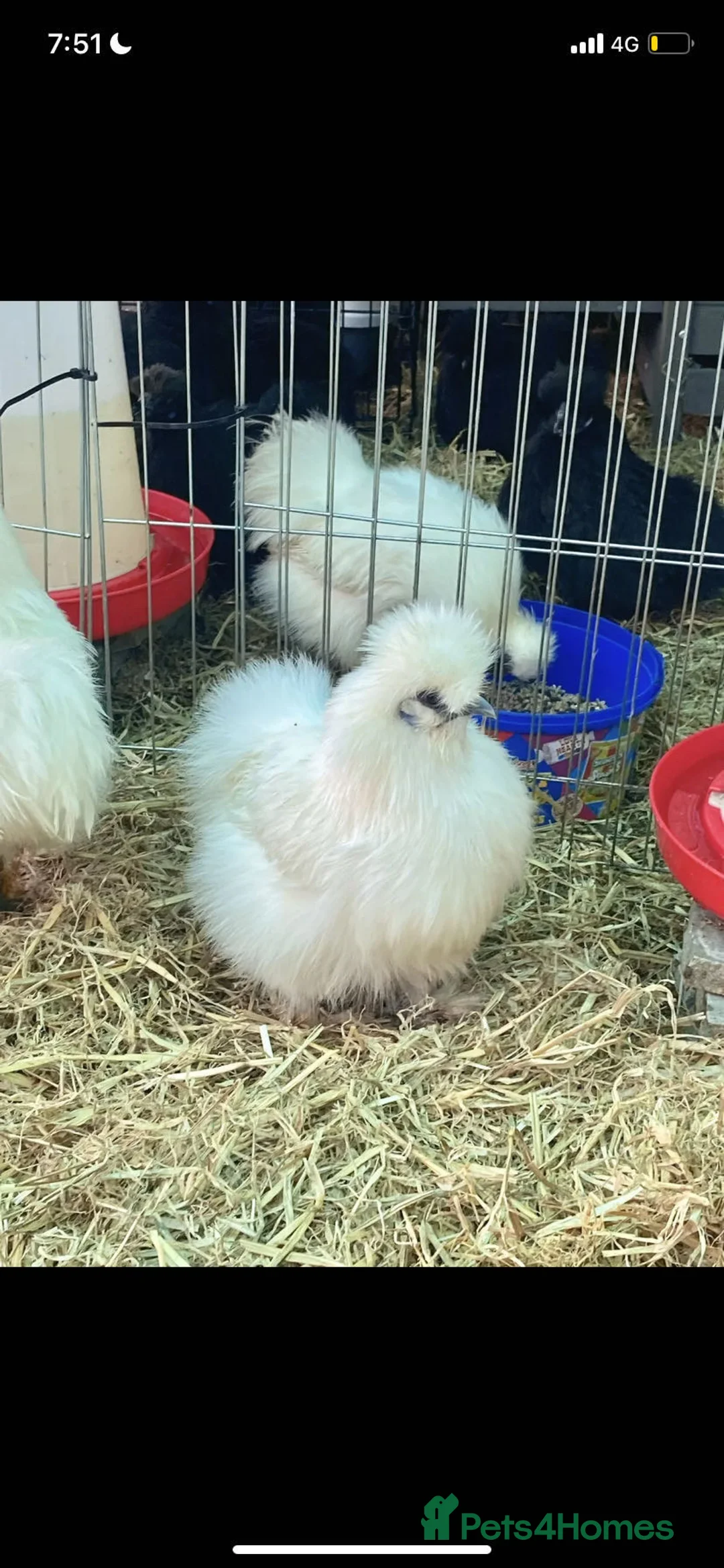 Chickens poultry for sale: Pure breed Silkie hens hatching eggs and chicks  in Manchester - Advert 2