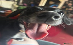 Mixed Breed dogs for sale: Dottie 🤍 in Barry - Image 3