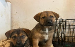 Mixed Breed dogs for sale: 2 akita x rottweiler pups  - Image 2