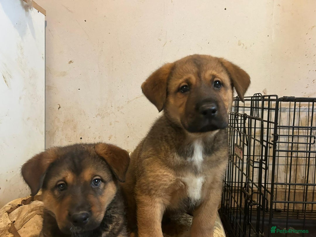 Mixed Breed dogs for sale: 2 akita x rottweiler pups  - Image 2