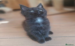 Maine Coon cats for sale: Adorable GCCF Black smoke Maine Coons kittens  - Image 6