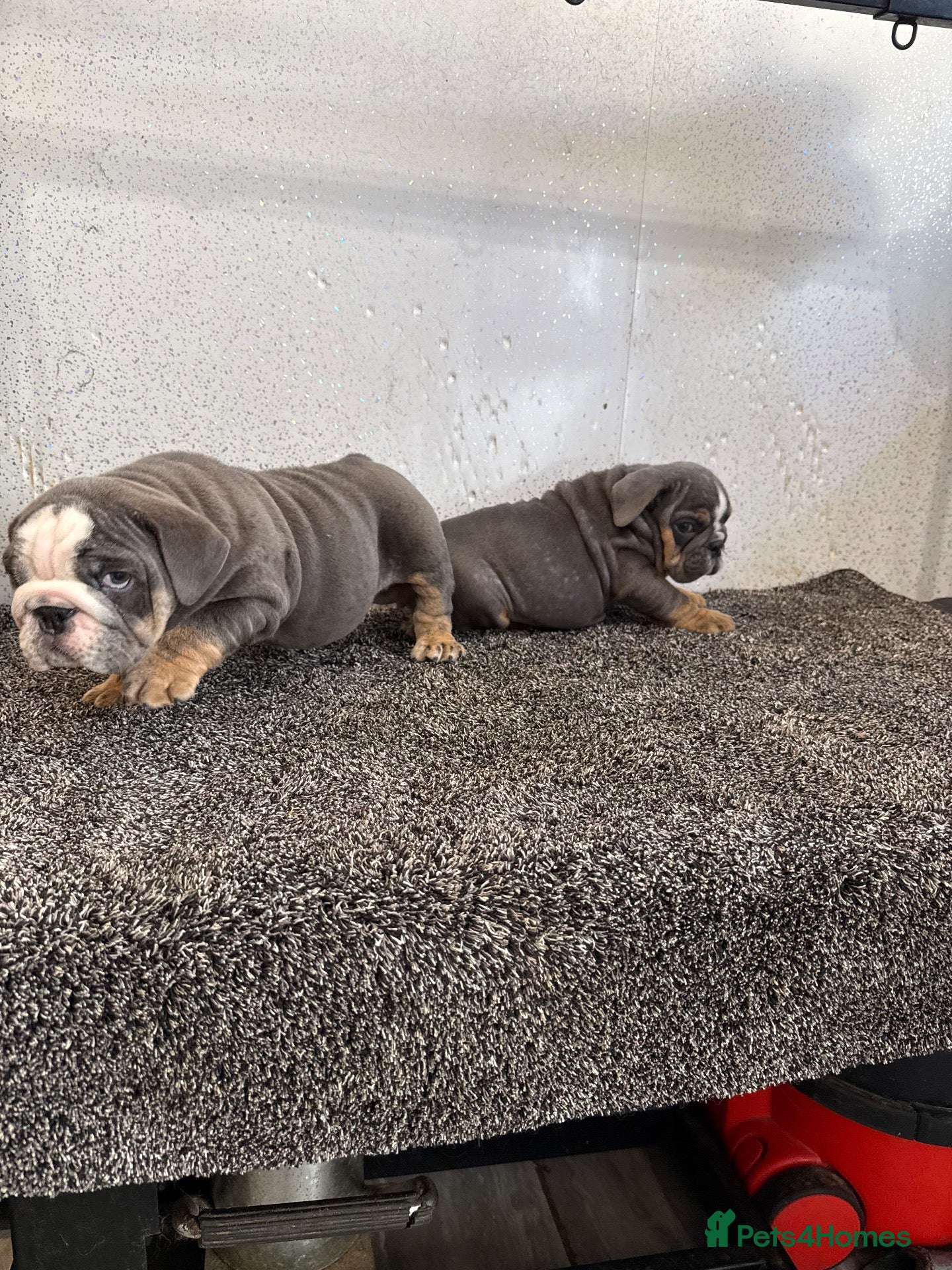 English Bulldog dogs English bulldog puppies  - Advert 1