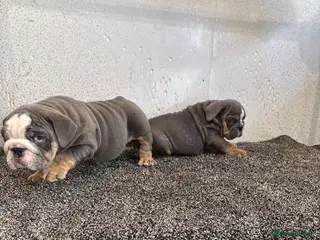 English Bulldog dogs English bulldog puppies - Advert 1