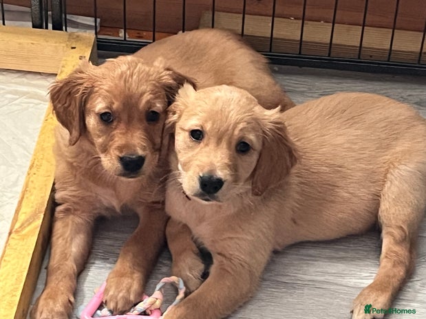 Golden Retriever dogs - Advert 10