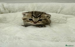 British Shorthair cats for sale: British shorthair kittens  - Image 25