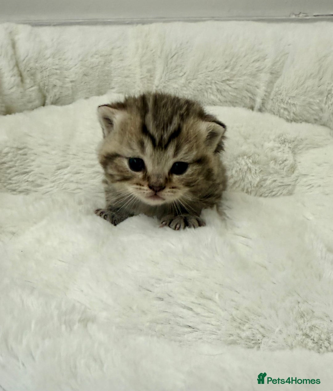 British Shorthair cats for sale: British shorthair kittens  - Image 25
