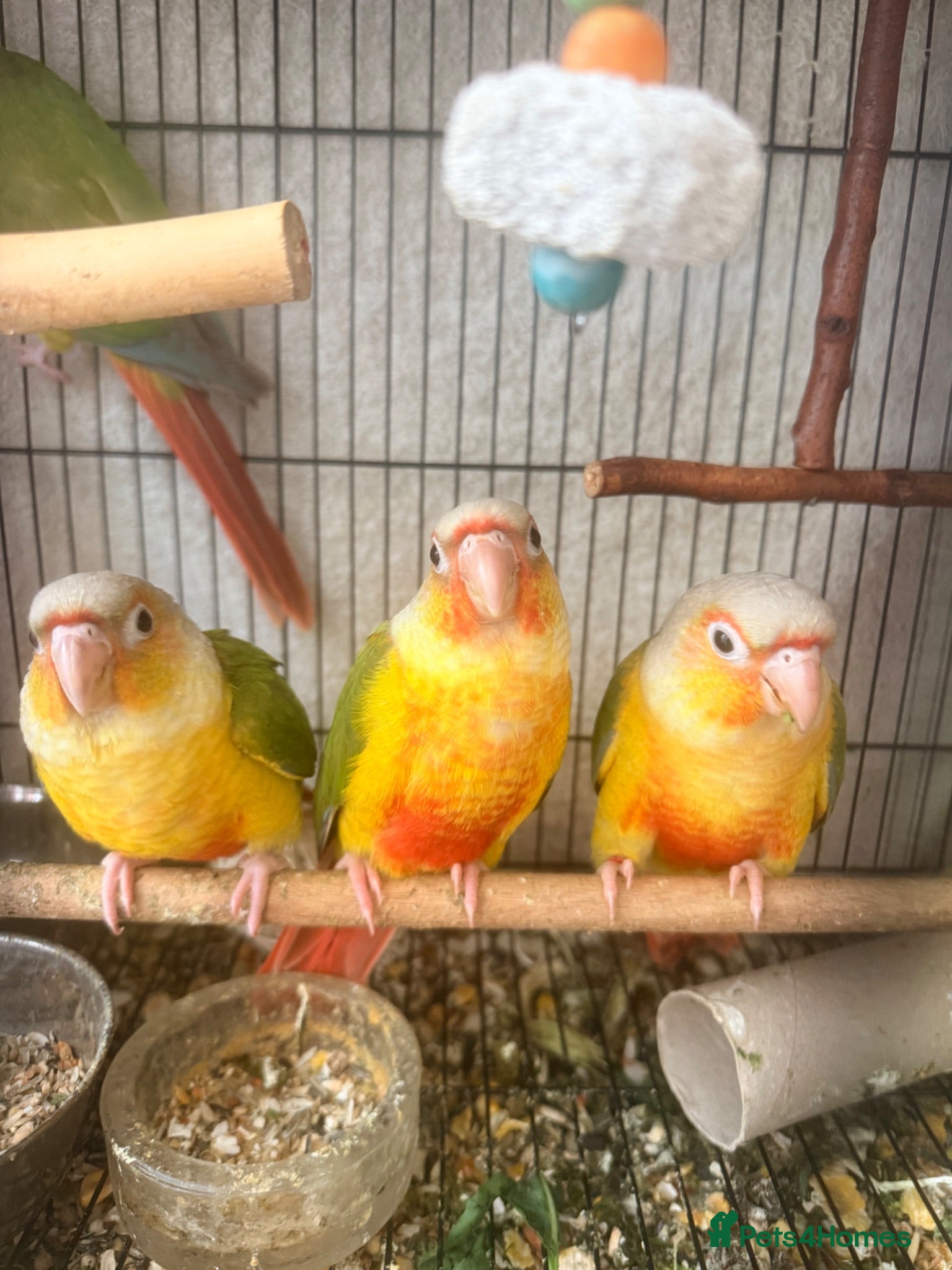 Conures birds   Pineapple Conures, Closed Rung, DNA - Advert 1