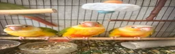 Conures birds for sale:   Pineapple Conures, Closed Rung, DNA - Advert 1