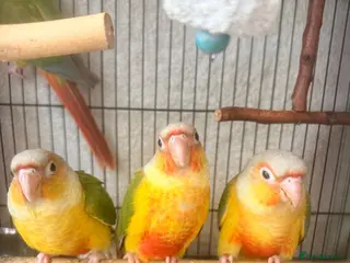 Conures birds Pineapple Conures, Closed Rung, DNA - Advert 1