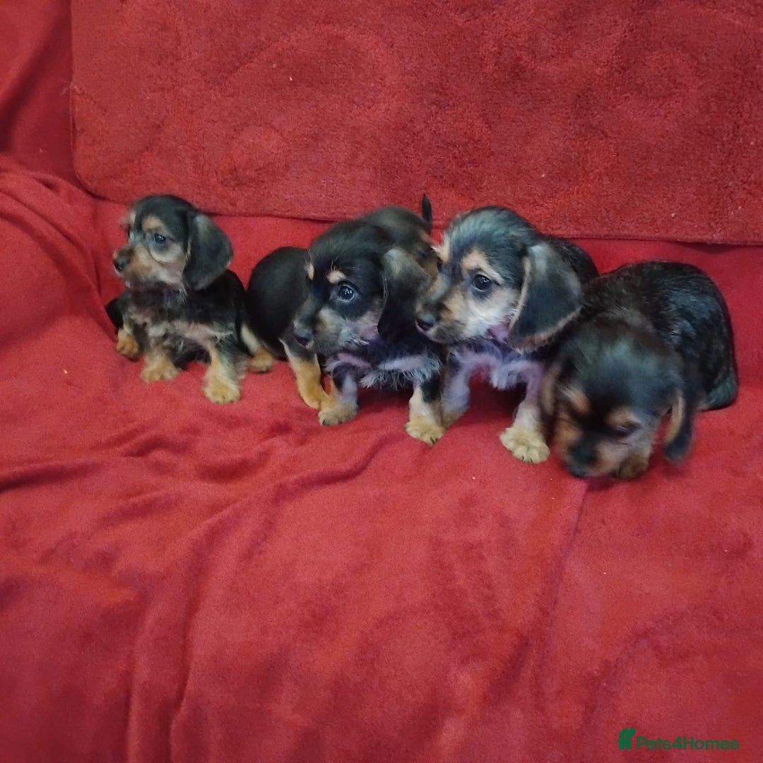 Mixed Breed dogs for sale: dachshund maltese mix - Image 8