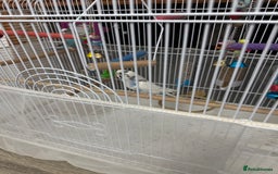 Budgerigars birds for sale: 2 budgies with cage - Image 2