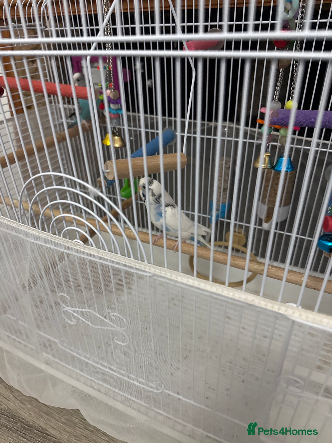 Budgerigars birds for sale: 2 budgies with cage - Image 2