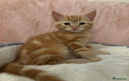 Mixed Breed cats for sale: 1/4 Maincoon dog friendly kittens - Image 1
