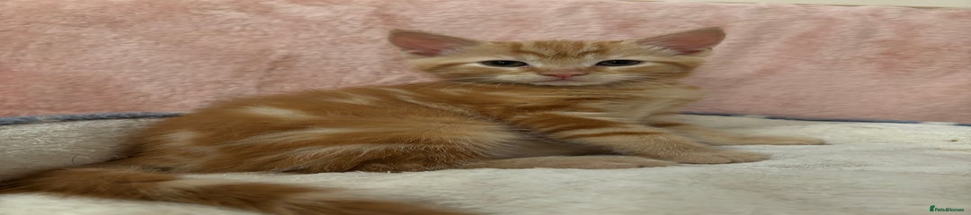 Mixed Breed Kitten 1