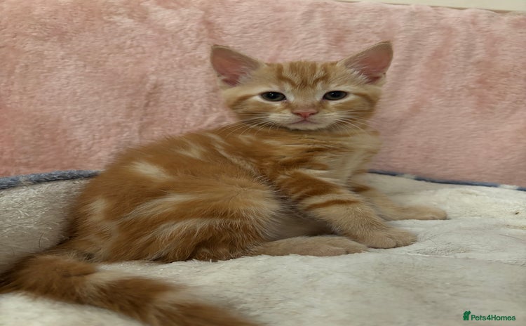Mixed Breed cats - Advert 2