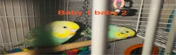 Budgerigars birds for sale: Rainbow English budgies - Advert 3