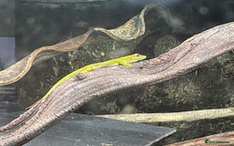 Gecko reptiles for sale: Madagascan giant day geckos with vivarium - Advert 11