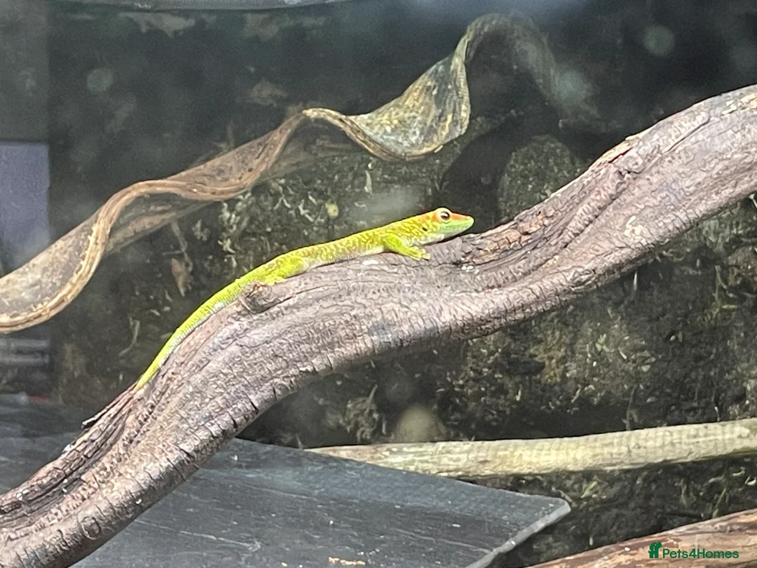 Gecko reptiles for sale: Madagascan giant day geckos with vivarium - Advert 11