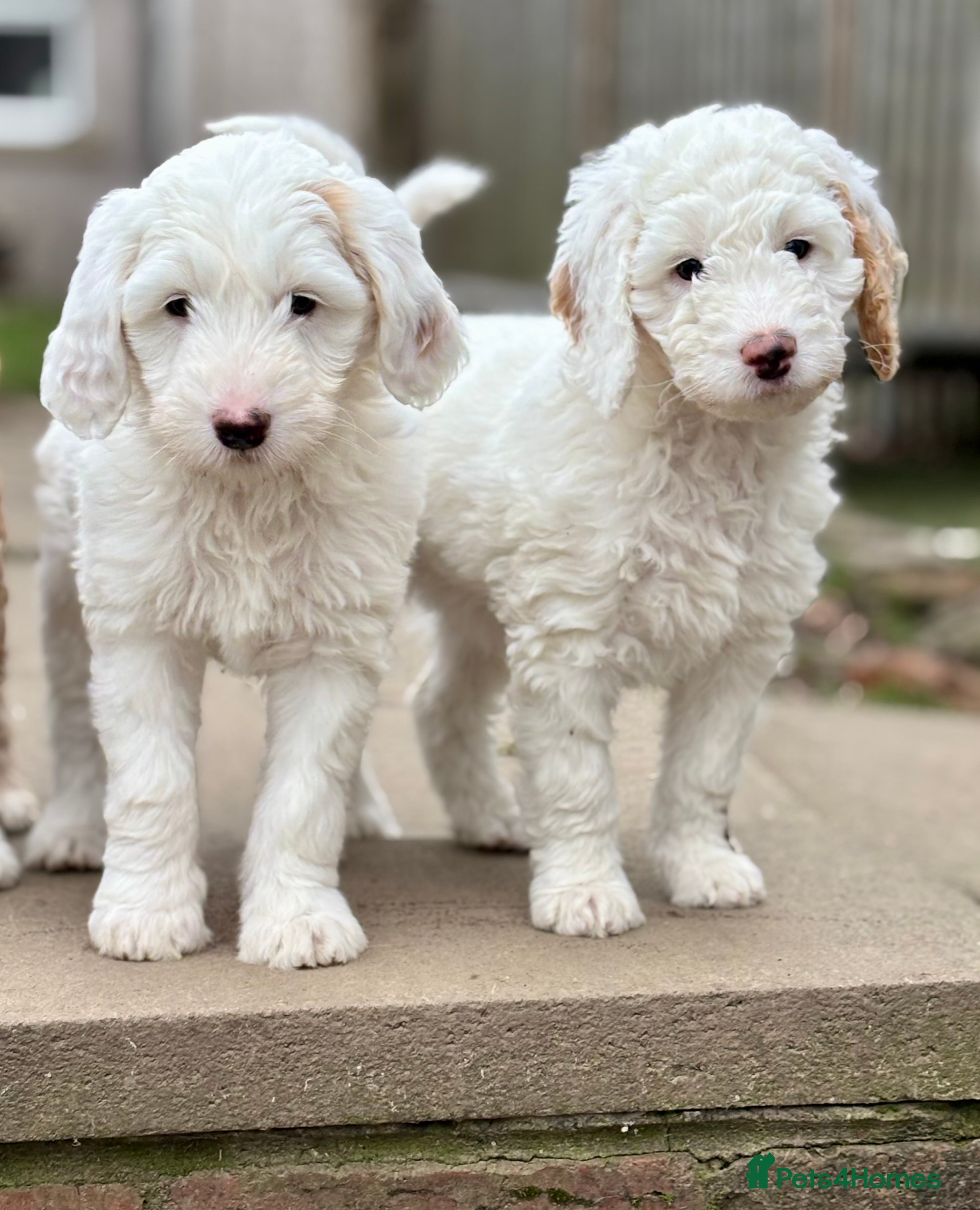 Australian Labradoodle dogs Exceptionally bred for Health! Temperament! Looks! - Advert 1