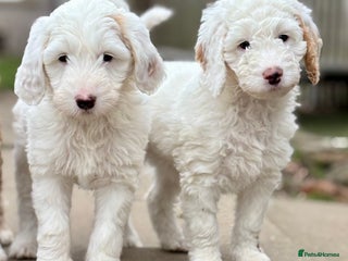 Australian Labradoodle dogs Exceptionally bred for Health! Temperament! Looks! - Advert 1
