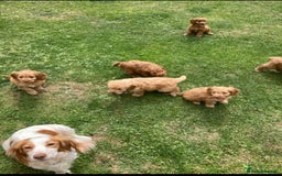 Cockapoo dogs for sale: Cockapoo puppies  - Image 14