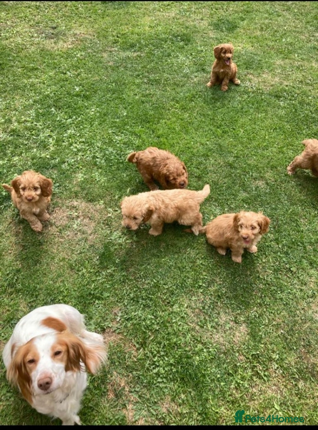 Cockapoo dogs for sale: Cockapoo puppies  - Image 14