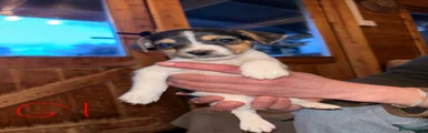 Jack Russell Puppy 1