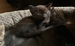 Domestic Shorthair cats for sale: Tabby kittens for sale - Image 12