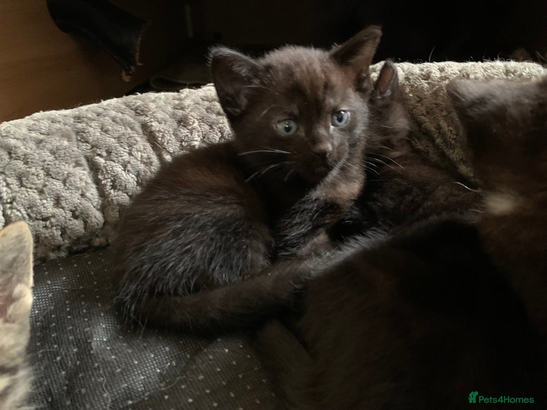 Domestic Shorthair cats for sale: Tabby kittens for sale - Image 12