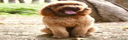 Mixed Breed dogs for sale: Giant schnoodle  - Advert 9