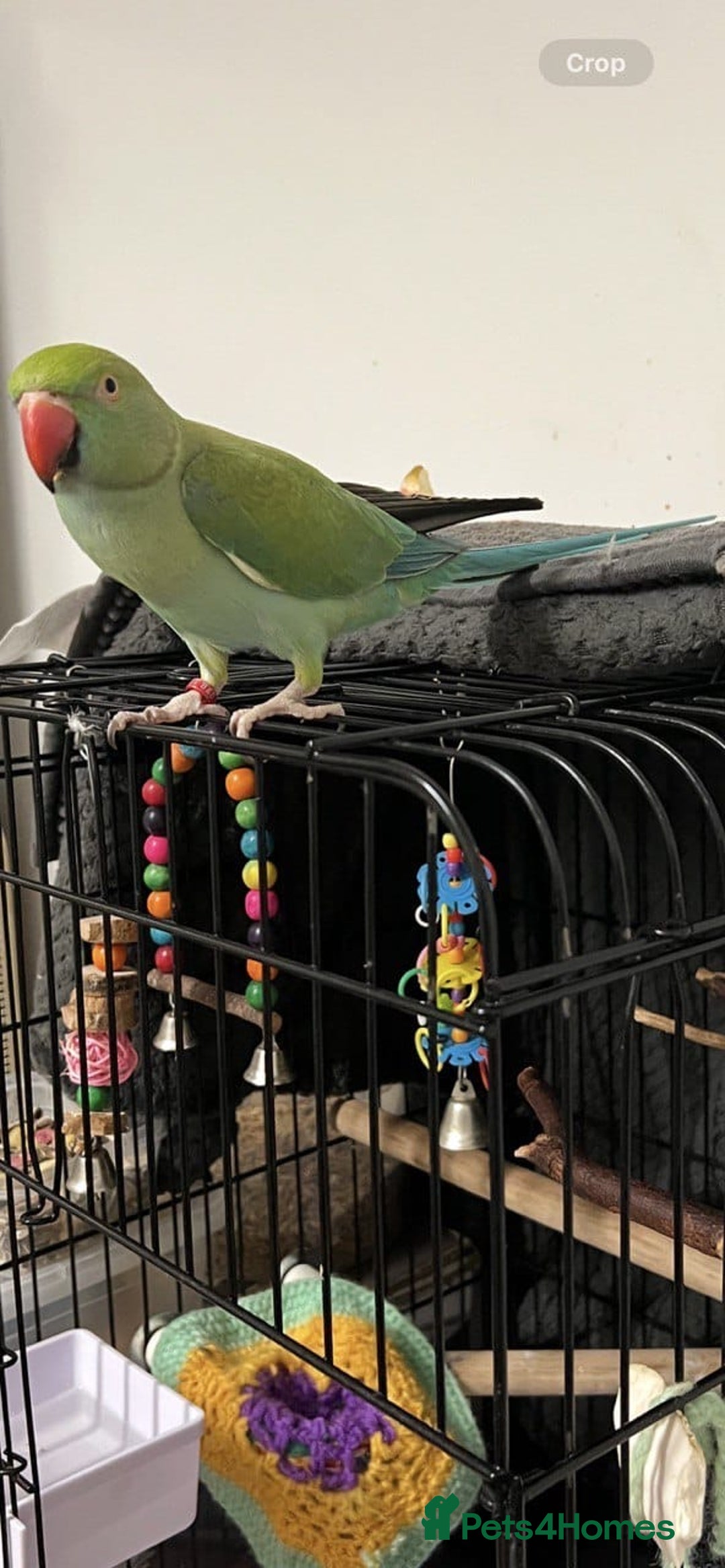Parrots birds for sale: Beautiful super tame Ringneck parrots  - Image 1