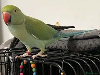 Parrots birds - Advert 27