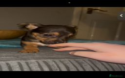 Jack Russell dogs for sale: Jack Russell’s  - Advert 7