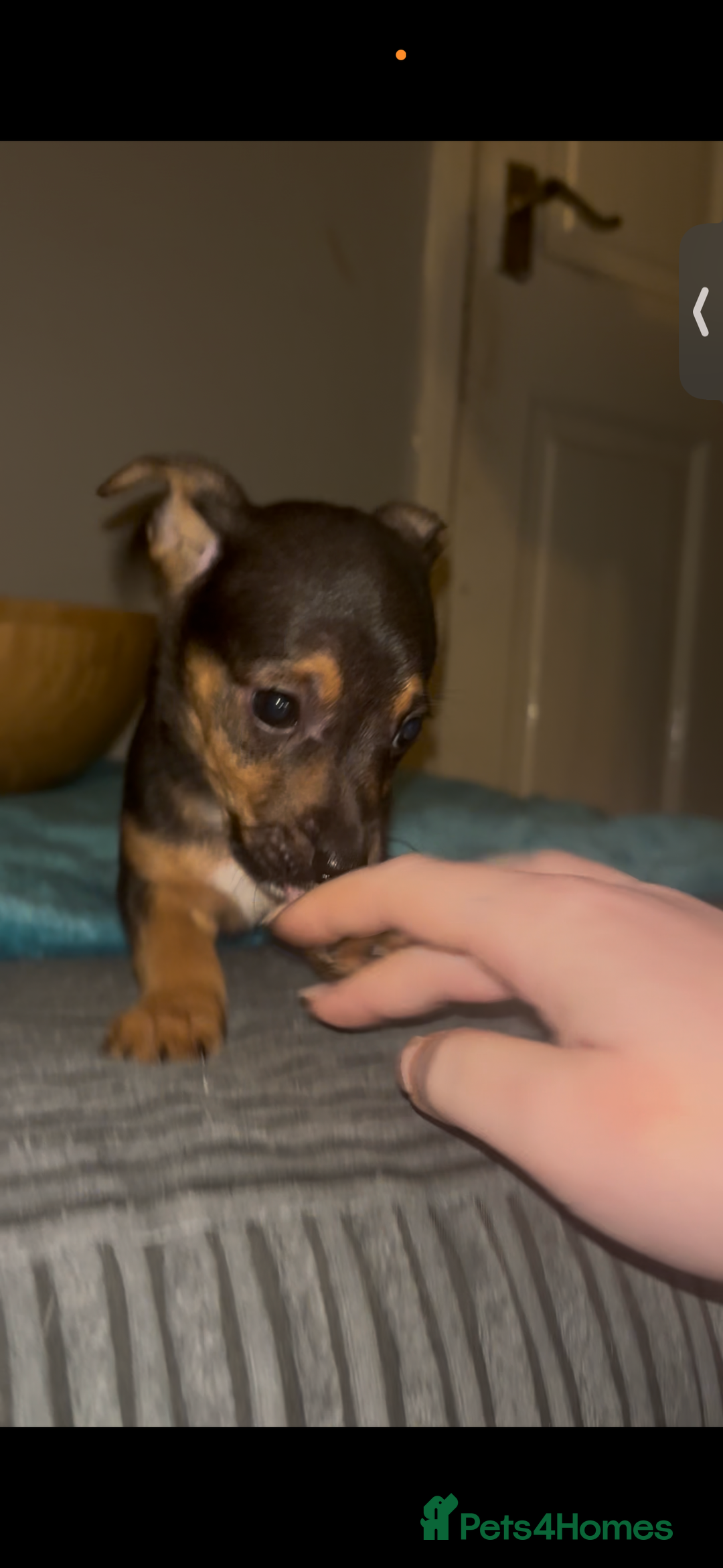 Jack Russell dogs for sale: Jack Russell’s  - Advert 7