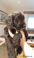 Cockapoo dogs F1 Cockapoo last boy READY NOW - Advert 1