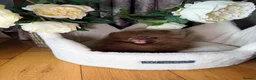 Pomeranian dogs for sale: Chocolate Pomeranian Girl and boys - Advert 11