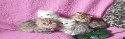Persian cats for stud: ❤️PKD Clear Pedigree Chinchilla Persian Stud❤️ in Preston - Advert 10