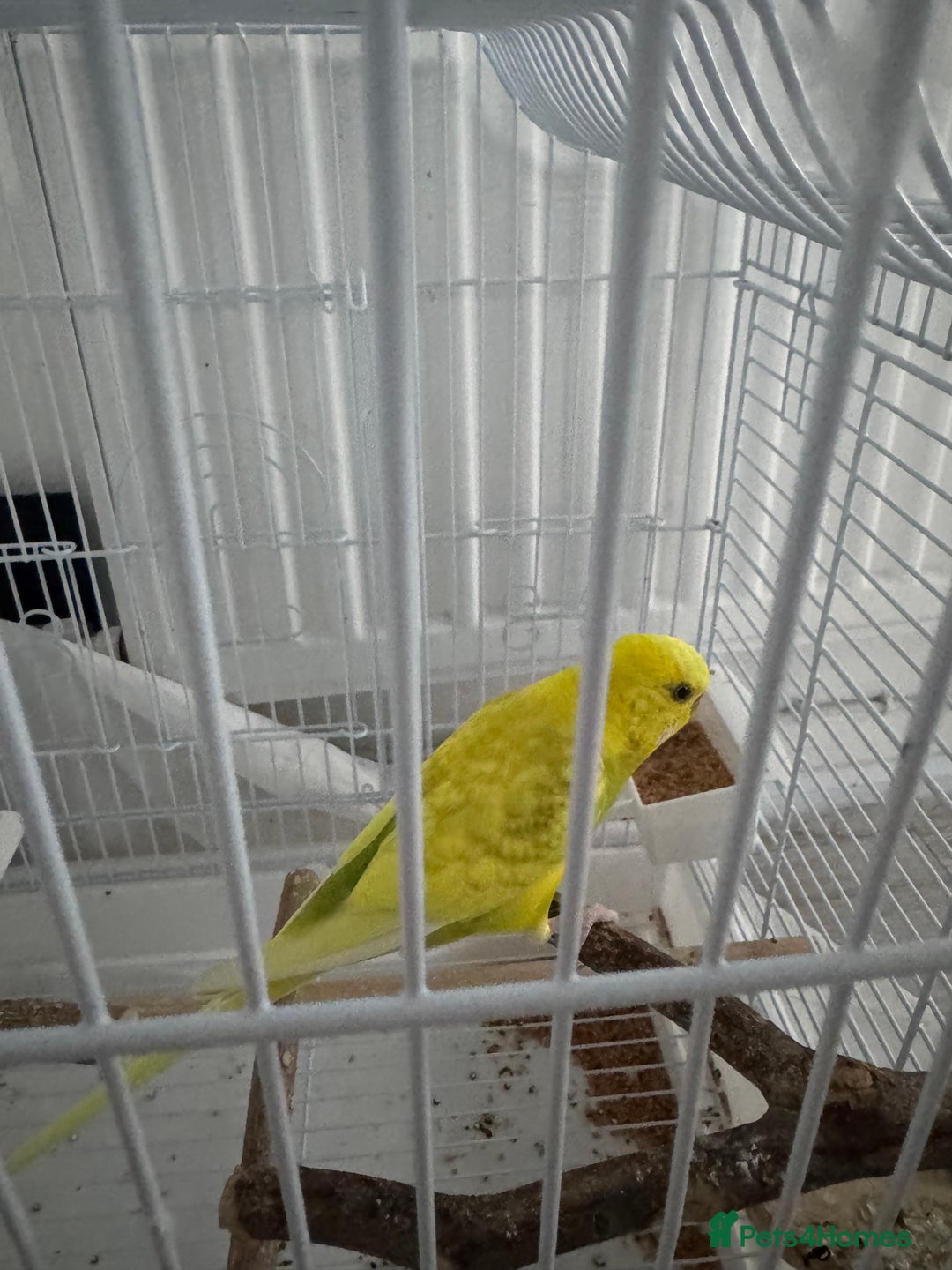 Budgerigars birds for sale: 2 female Budgies for sale!  - Image 3