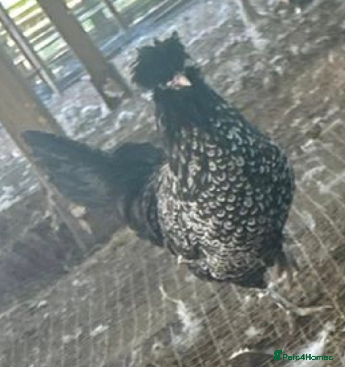Chickens poultry 5 bantam hens cross polish silkie  - Advert 1