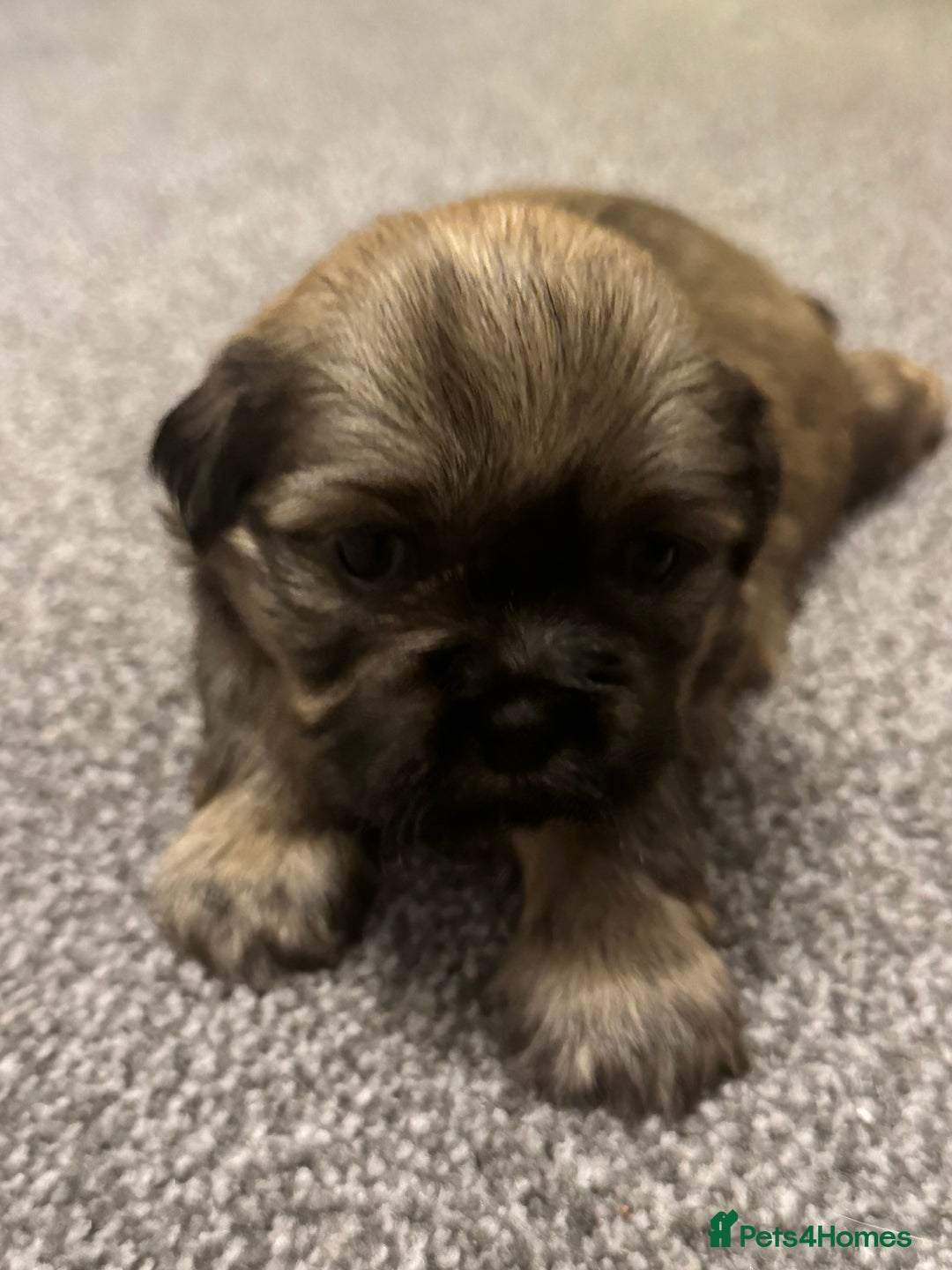 Mixed Breed dogs for sale: Beautiful pups looking for their forever home! - Advert 19