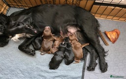 Cocker Spaniel dogs for sale: beautiful working cocker spaniel puppies - Advert 2