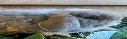 Mini Lion Lop rabbits for sale: Mini lion lops  - Advert 18