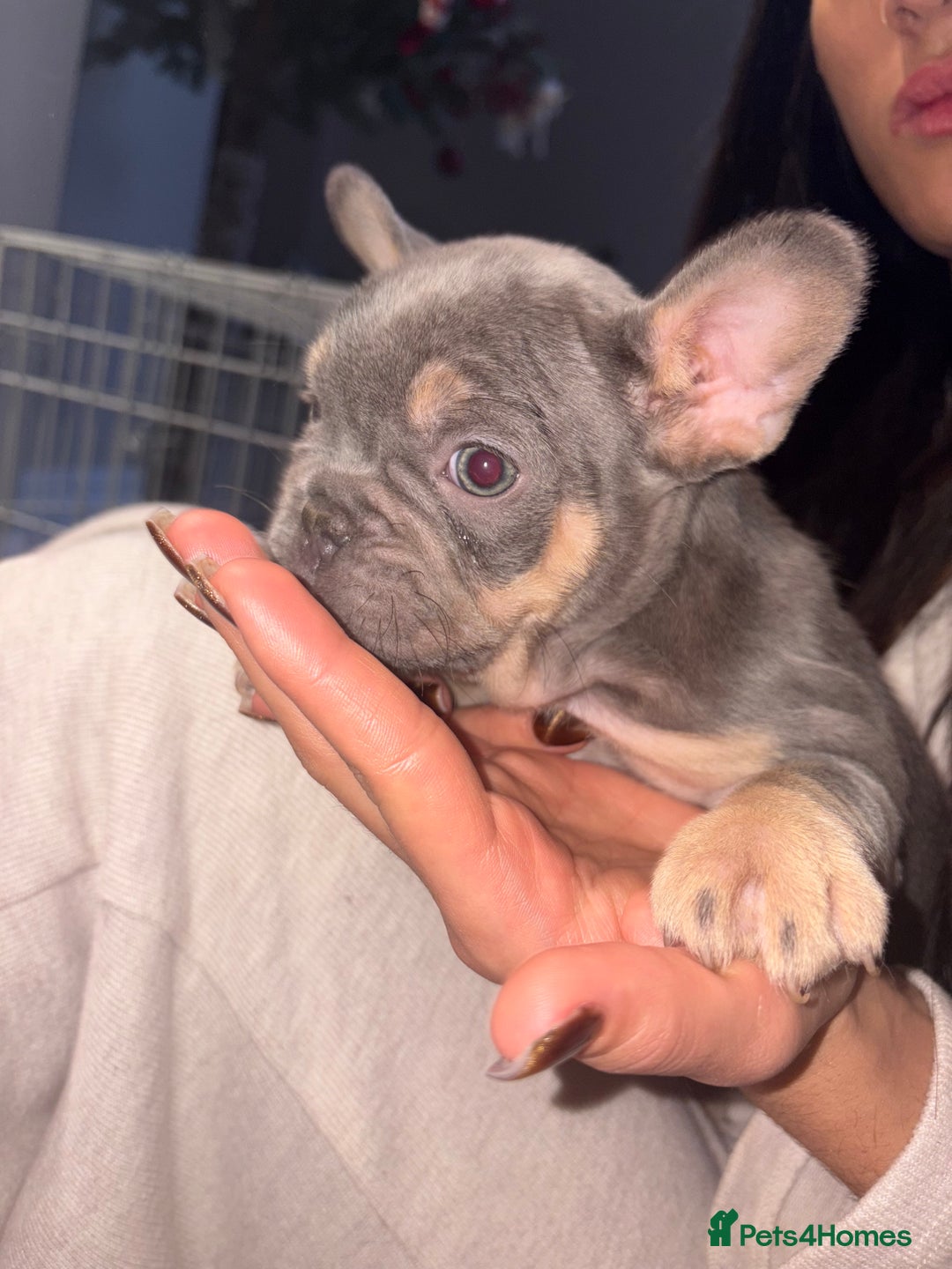 French Bulldog dogs for sale: French bulldog puppies NEARLY READY TO GO - Advert 7