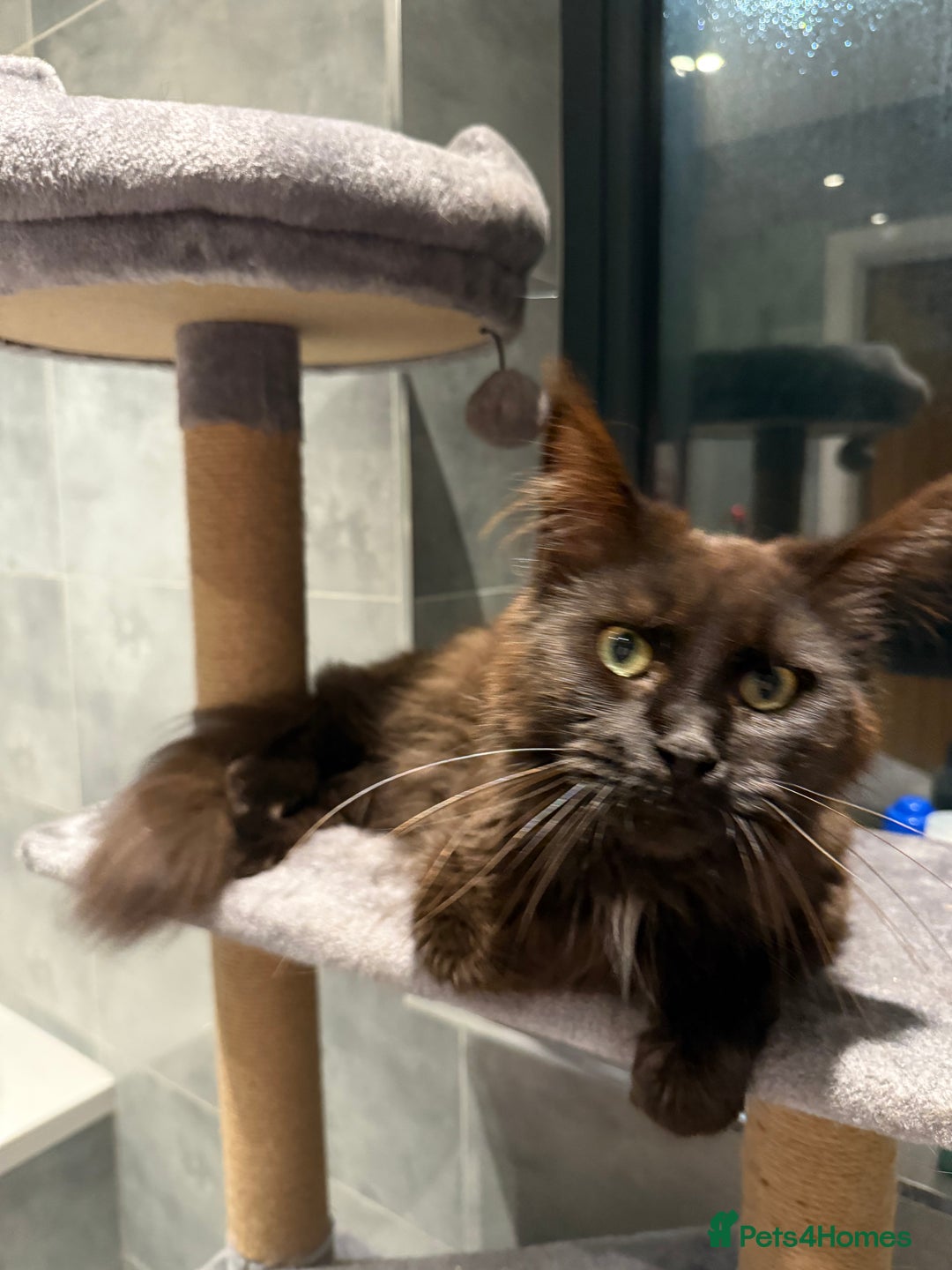 Maine Coon cats for sale: chocolate maine coon (coa coa)  - Image 3