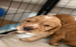 Cocker Spaniel dogs for sale: 3 beautiful cocker spaniel puppies  - Image 4